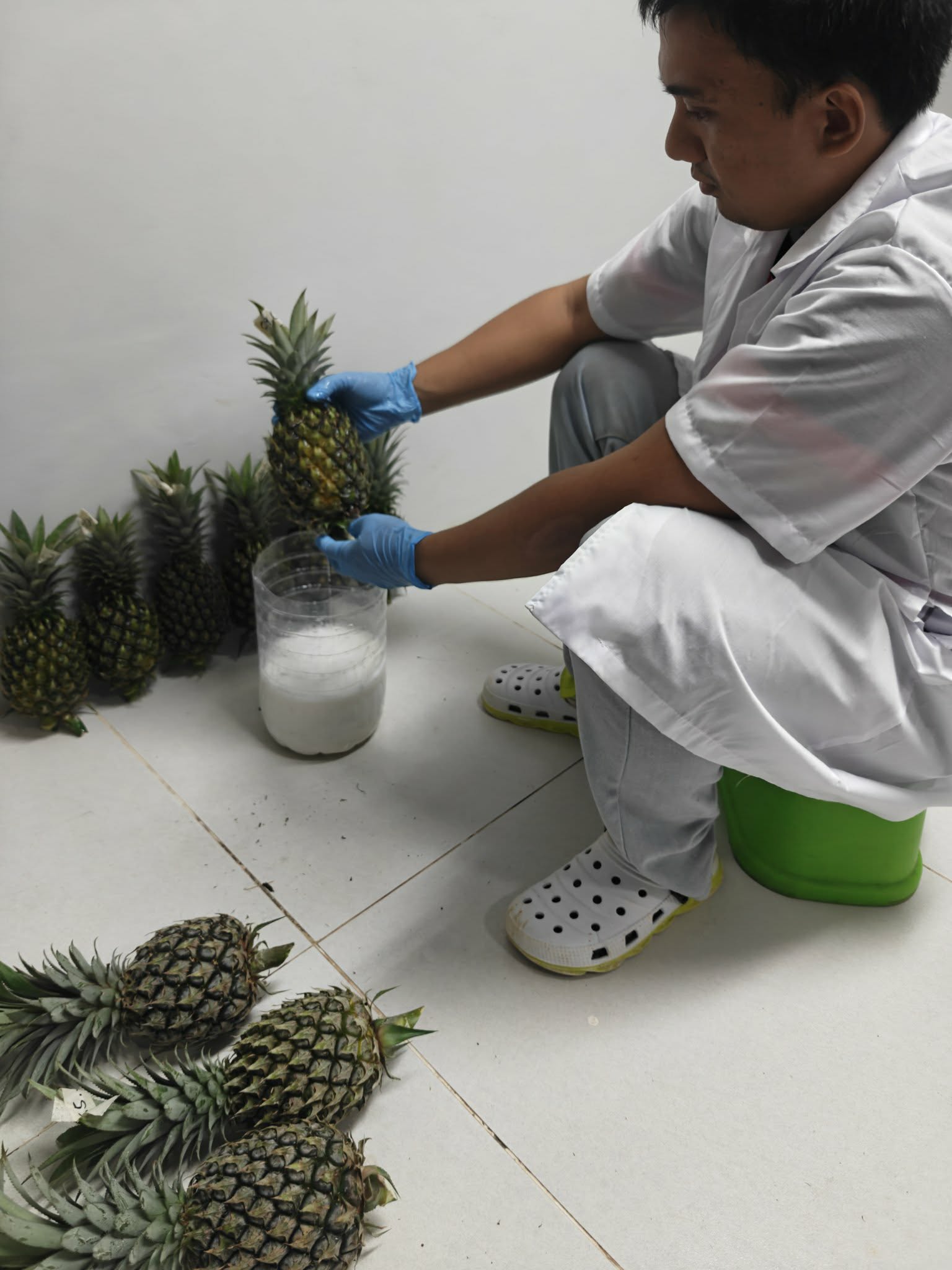 Franz handling Queen Pineapples during postharvest research